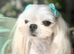 Adorable Adult Maltese Boy KR Imp