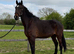 PROJECT Gorgeous bay mare who will go far in the right hands