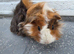 Beautiful Baby Girl Guinea Pigs