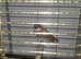 Thawn diamond firetail finch
