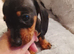 Dutch hound puppies