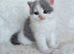 Stunning British shorthair & longhair