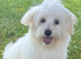 BEAUTIFUL MALTIPOO GIRLS READY TO GO!