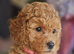Ready!Licensed breeder, kennel club tiny red toy poodles