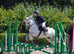 Dapple grey mare