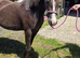 Section C 3yr Old Filly