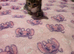 Male and female kittens for sale