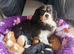 Beautiful Cavalier King Charles puppies