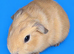 Gorgeous guinea pigs