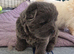 Ready to go Chow chow puppies