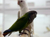 Green cheek conure
