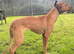 12 MONTH OLD LURCHER NEEDING NEW HOME