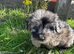 cockapoo puppies