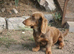 miniature dachshund stud
