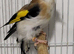 Beautiful Mutation Siberian Goldfinches