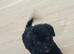 unusual shihpoo puppies