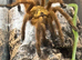 Orange Bitey Thing OBT Old World Tarantula