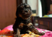 Quality DNA clear mini phantom labradoodles