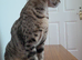 Full Pedigree TICA Registered Savannah Girl Cat