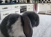 Beautiful Mini lop looking good a home