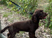 Kc chocolate and tan cocker spaniel stud