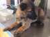 Malinois Belgum shepherd pups