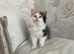 Adorable long haired Maine Coon/Ragdoll Kitten