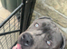Cane Corso Boy Looking for His Forever Home ️