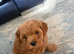 Cavapoochon puppy