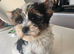 Yorkshire Terrier Puppies – 2 Boys Looking for Loving Homes