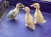 Ducklings