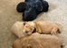 Gamekeeper Bred Working Cocker Spaniels