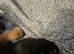 Puppies
