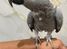 Hand tame African grey kiwi