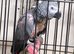 African grey parrot