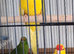Birds for sale