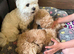 Beautiful Maltipoo Puppies.