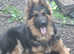 KC REG GERMAN SHEPHERD STUD