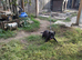 Patterdale terrier bitch