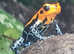 Dart frogs available responsibly bred many satisfied new owners