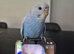Hand tame baby budgie