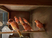 Red factor canaries in East Sussex