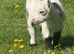 3 pygmy goat wethers