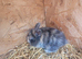 Dwarf lop babys