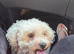 Precious - 1 year old Bichon Frise