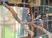 Java sparrows silver and normals available