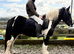 Stunning CHAPS show cob, safe & fun all rounder. 5 years old 14.2hh