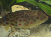 CROSS RIVER PUFFERFISH