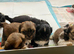 Lhasa cross shihtzu puppies
