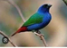 Forbes parrot finches